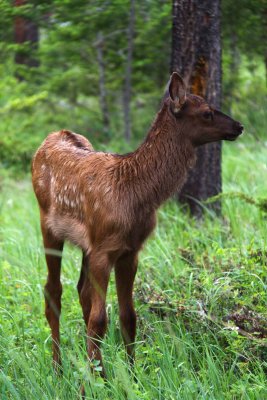 Elk - Springtime in The Rockies