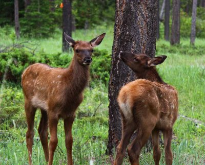 Elk - Springtime in The Rockies