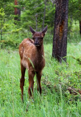 Elk - Springtime in The Rockies
