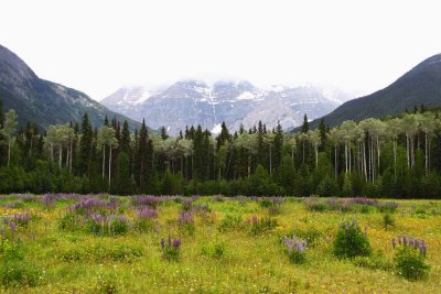 Mt. Robson Provincial Park