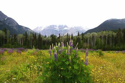 Mt. Robson Provincial Park