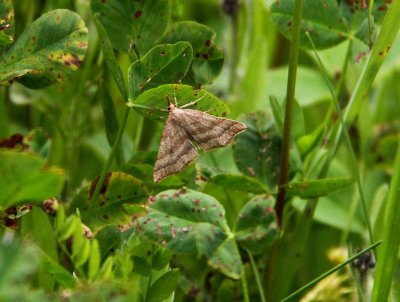 Moth