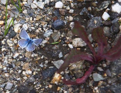 Greenish Blue