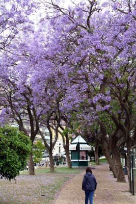 Jacaranda