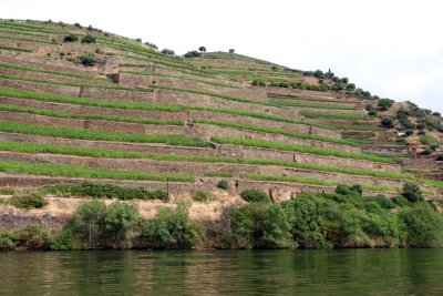 We Travel Downstream on the Douro by Rabelo to Quinta do Crasto with a Port Tasting en route