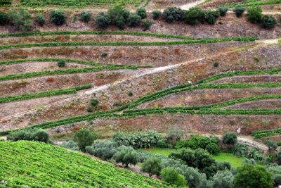 A Visit to Quinta do Crasto Complete with Tasting, Tapas and Outdoor Lunch