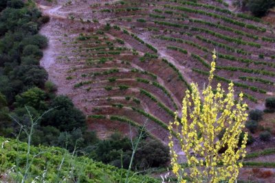 A Visit to Quinta do Crasto Complete with Tasting, Tapas and Outdoor Lunch