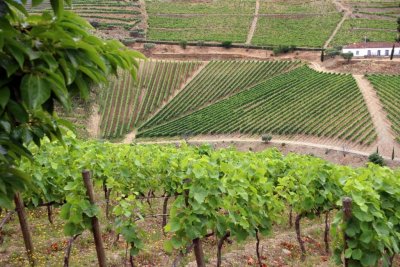 A Visit to Quinta do Crasto Complete with Tasting, Tapas and Outdoor Lunch