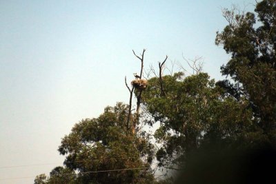 Storks