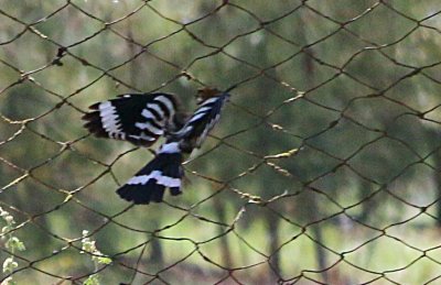 A Hoopoe Visits