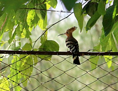 A Hoopoe Visits