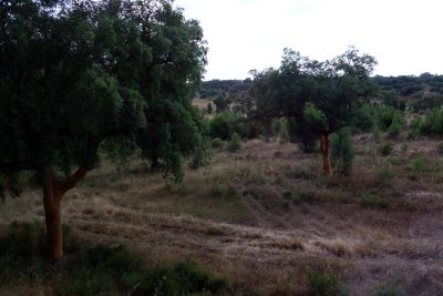 Cork Oaks