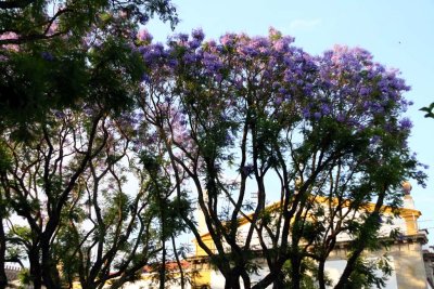 Jacaranda