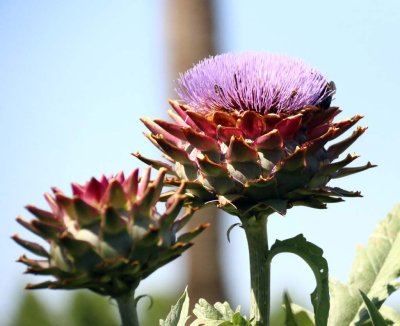 Artichoke