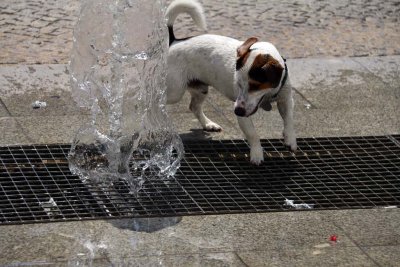 Mutt Playing With the Water Feature