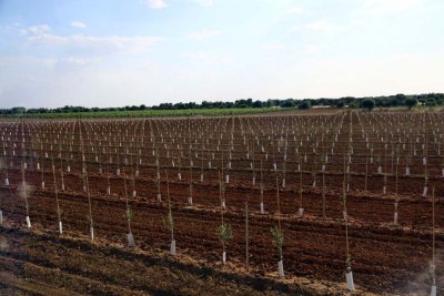 New Olive Orchard