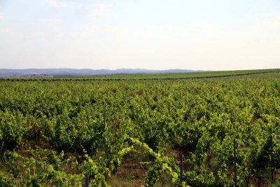 Vineyards as Far As One Can See