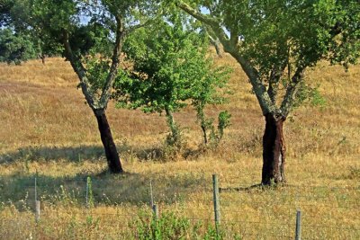 Cork Oak