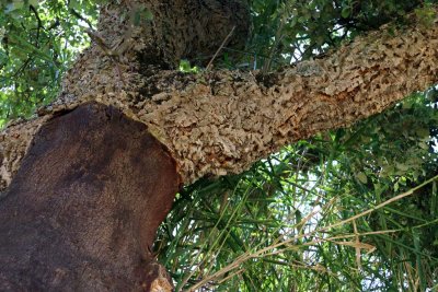 Cork Oak