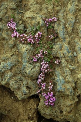 Wild Thyme