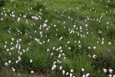 Cotton Grass