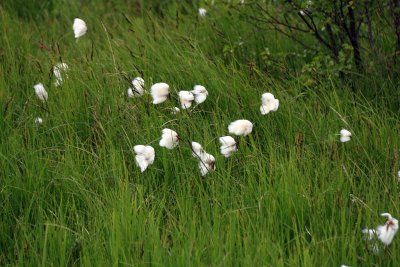 Cotton Grass