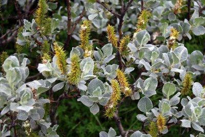 Wooly Willow