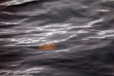 Jellyfish