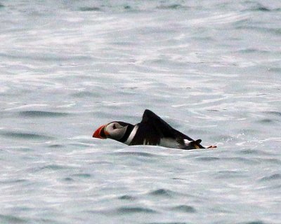 Atlantic Puffin