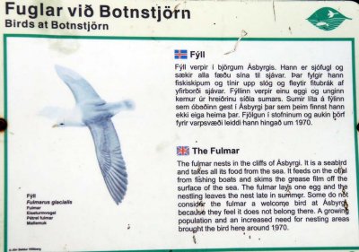Northern Fulmar