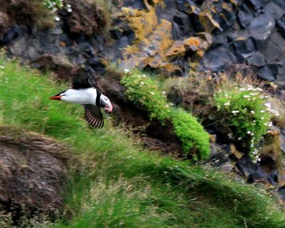 Atlantic Puffin