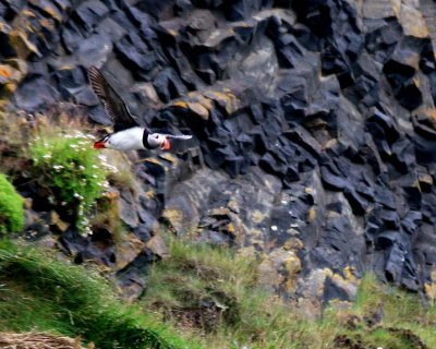 Atlantic Puffin