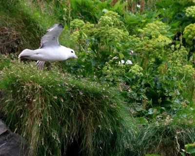 Northern Fulmar