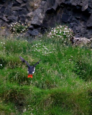 Atlantic Puffin
