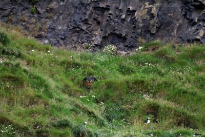 Atlantic Puffin