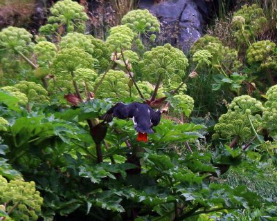 Atlantic Puffin