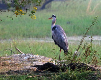 KEOLADEO GHANA NP