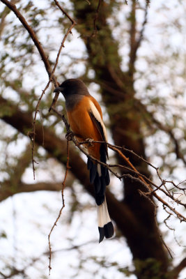 RUFOUS TREEPIE