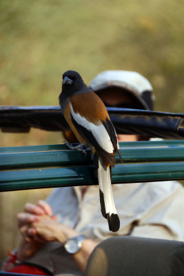 RUFOUS TREEPIE