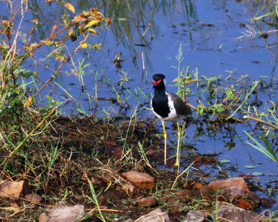 RED-WATTLED LAPWING