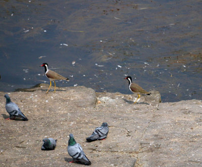 PIGEONS WITH RED-WATTLED LAPWING