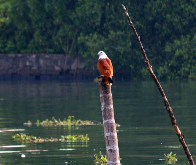 BRAHMINY KITE