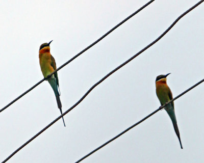 BLUE-TAILED BEE-EATER
