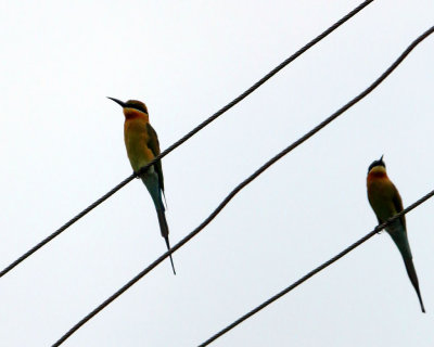 BLUE-TAILED BEE-EATER