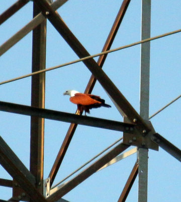BRAHMINY KITE