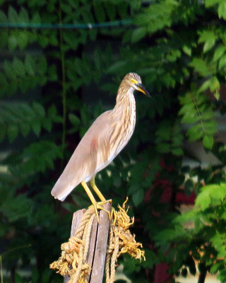 INDIAN POND HERON