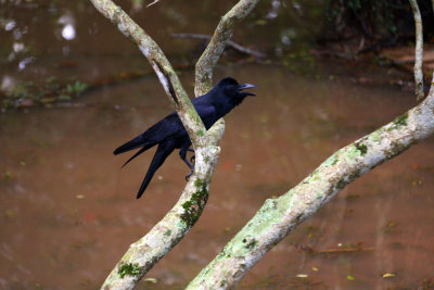 LARGE-BILLED CROW