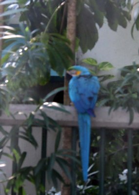 BLUE AND YELLOW MACAW IN CRUISE SHIP PARKING LOT