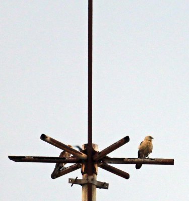 YELLOW-HEADED CARACARA