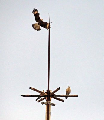 YELLOW-HEADED CARACARA EYEING A  BLACK HAWK-EAGLE